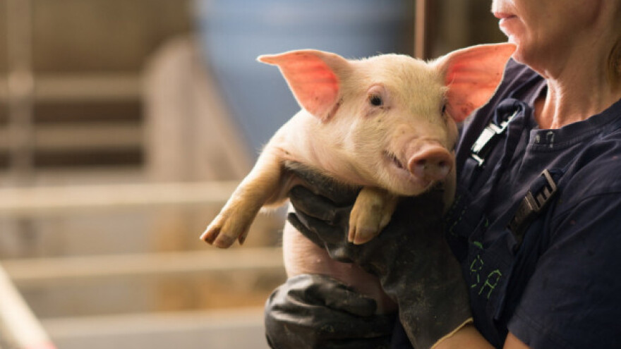 Izvozna zarada poljoprivrednog sektora EU