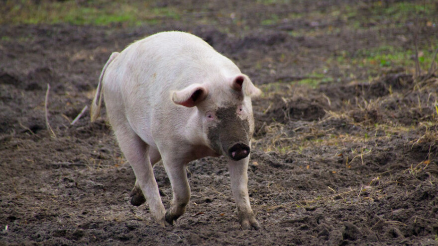 Pronašli 195, a u potrazi za još 528 ukradenih svinja