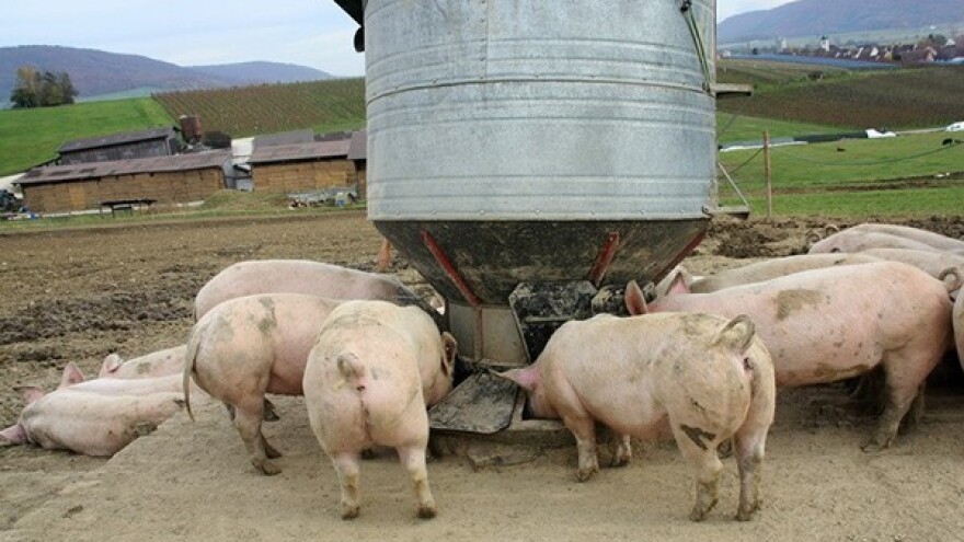 Nemci - glavni proizvođači svinjetine