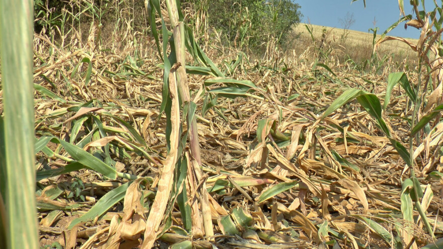 Divlje svinje jedu kukuruz u Jasku