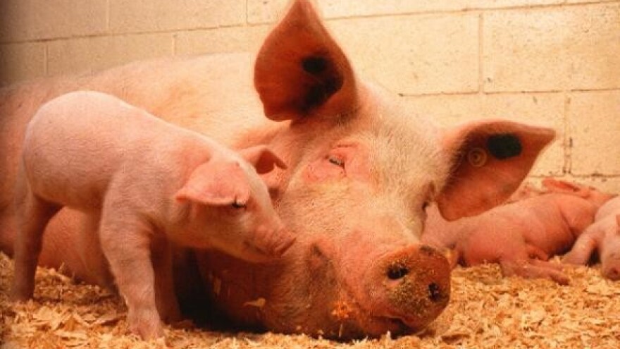 Otvorene dvije svinjogojske farme