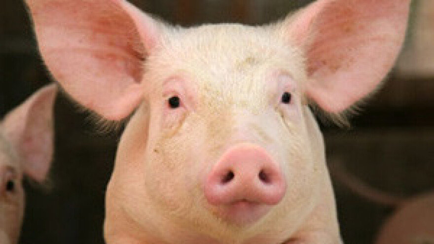 Novi udarac za svinjogojce