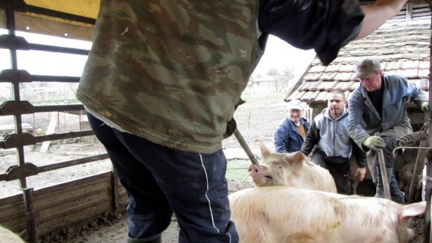 Novi natječaji za stočare, voćare i povrćare!