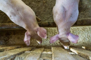 Ako smesu za svinje pravite sami - pazite na količinu