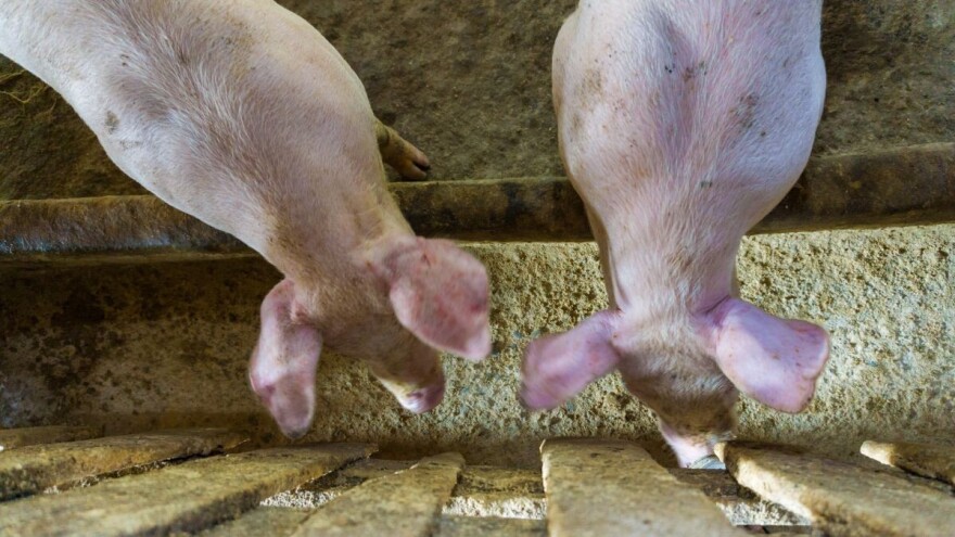 Ako smesu za svinje pravite sami - pazite na količinu