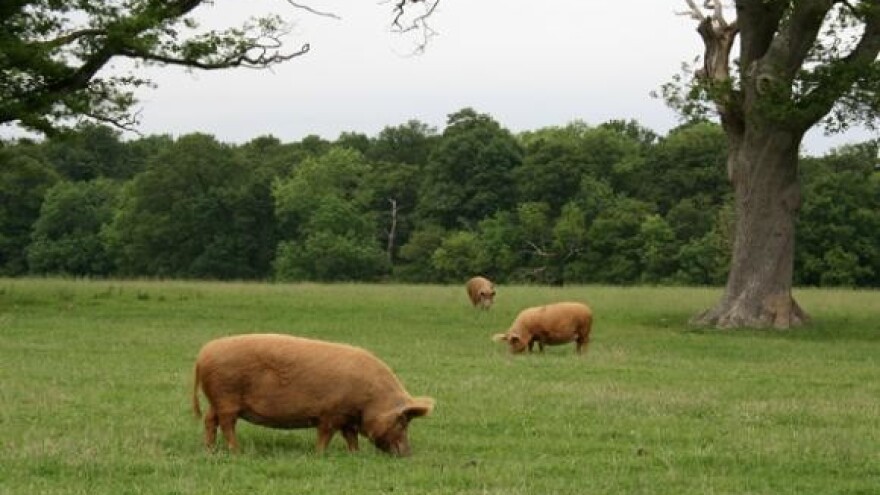 Otrovanja stoke cijanovodičnom kiselinom