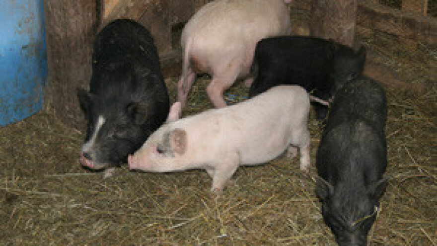 EU optužuje Slavonce za diskriminaciju svinja!