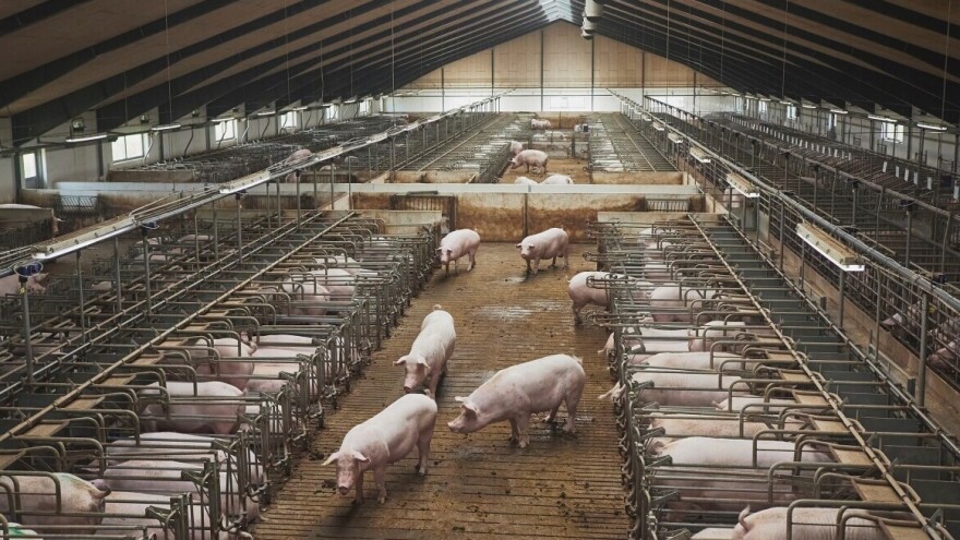 Dva dokumentarna filma o svinjskim farmama i bolestima koje se šire iz njih
