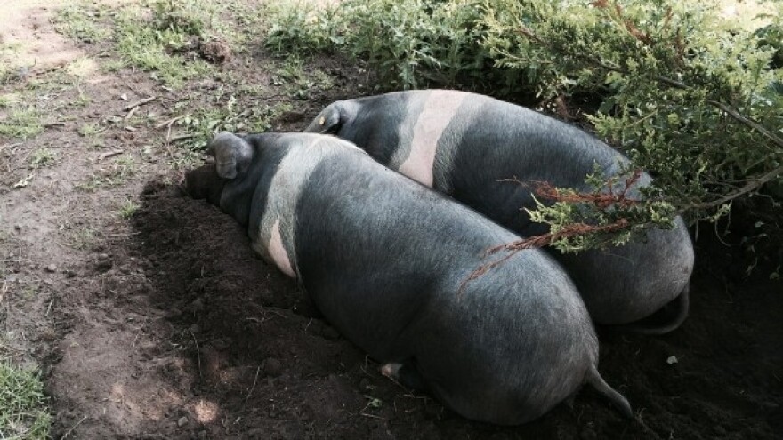Praksa u Danskoj za hrvatske studente veterine