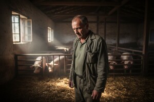 Svinjogojci žele veće otkupne kvote i poticaje