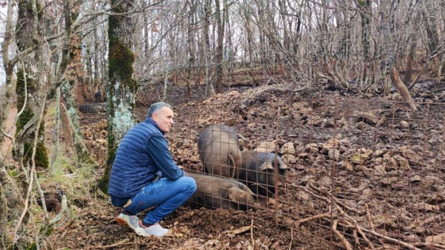 Od polja do stola: Ivan Meštrović proizvodnjom pršuta spaja Dalmaciju, Slavoniju i Banovinu