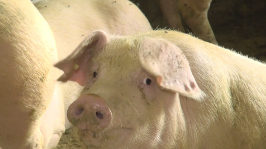 Previše je uloženo, a svinje to ne mogu vratiti!