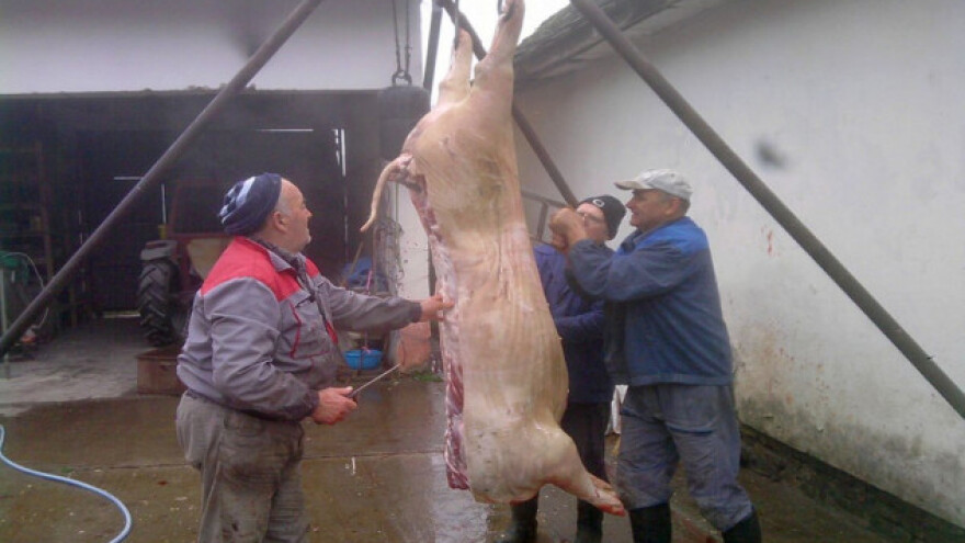 Svinjokolj, redovan u decembarskim danima