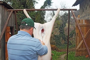 Hoće li ove godine biti svinjokolja?