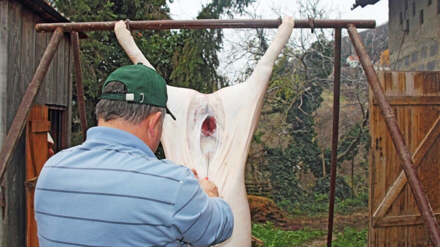 Svinjokolj: Oprez pri klanju i obradi tovljenika!