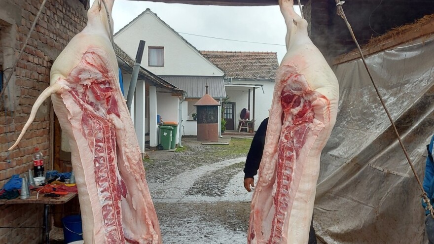 Uz pomoć uzgajivačima od 7,5 milijuna, kreće i isplata obećanih 600 eura za svinjske polovice