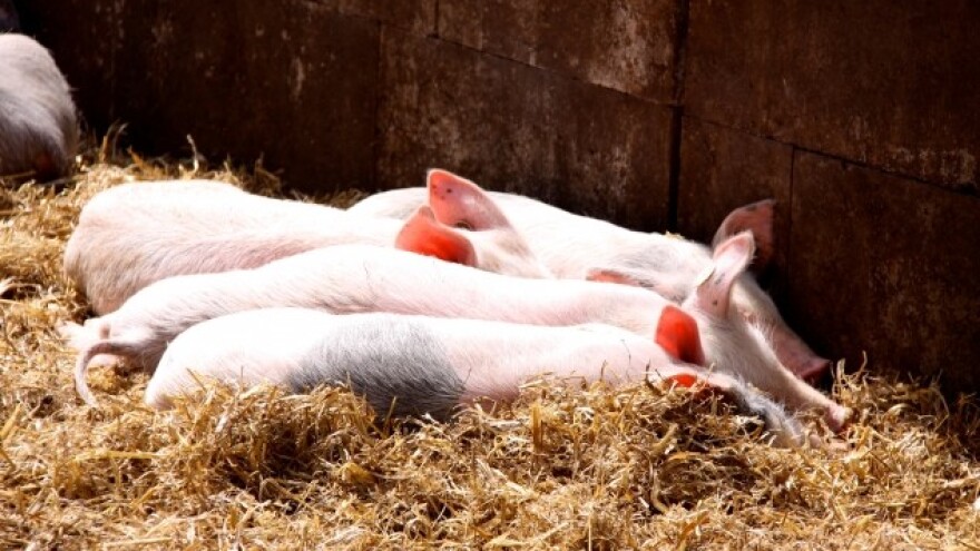 Nijemci mogu čekati bolju cijenu, mi ne možemo!