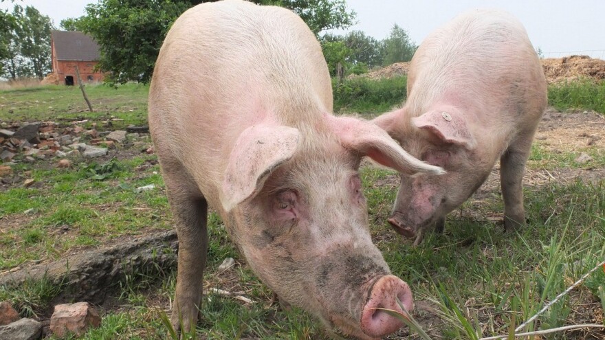 Ubili gotovo 50.000 svinja - Rumunjskoj prijeti epidemija afričke svinjske kuge