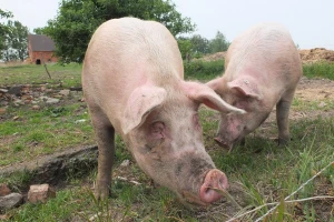 Ubili gotovo 50.000 svinja - Rumuniji preti epidemija afričke svinjske kuge