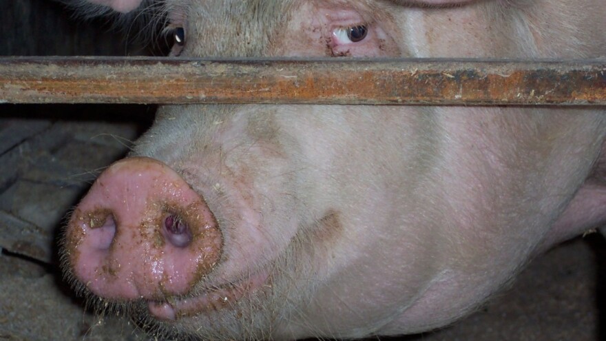 I u BiH povećan rizik za pojavu afričke kuge svinja