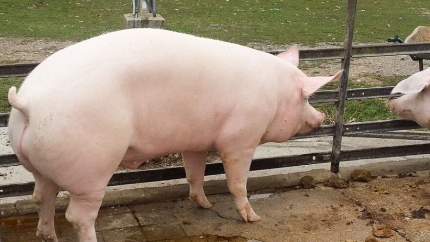 BiH želi status države slobodne od svinjske kuge