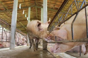 Kina potvrdila novi slučaj afričke svinjske kuge