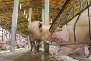 Veterinarske stanice spremne da odgovore na opasnost od afričke svinjske kuge