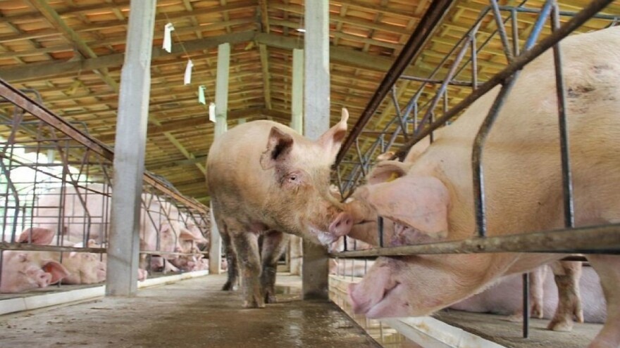 Veterinarske stanice spremne da odgovore na opasnost od afričke svinjske kuge