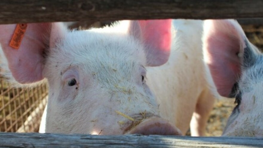 Prevelike količine svinjskog mesa na tržištu