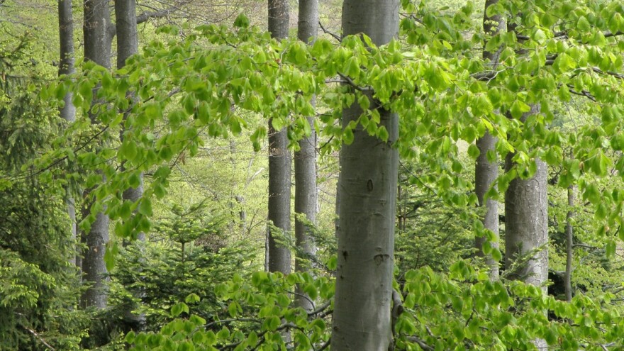 Hrvatskim šumama dodijeljen certifikat ZelEn, priznanje za zelenu energiju