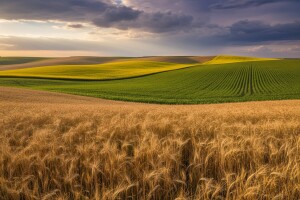 Svjetska tržišta žitarica - aktualnosti