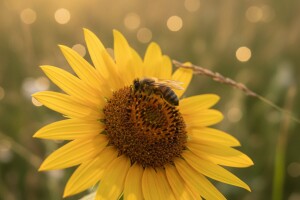 Svjetski dan pčela - 20. svibnja