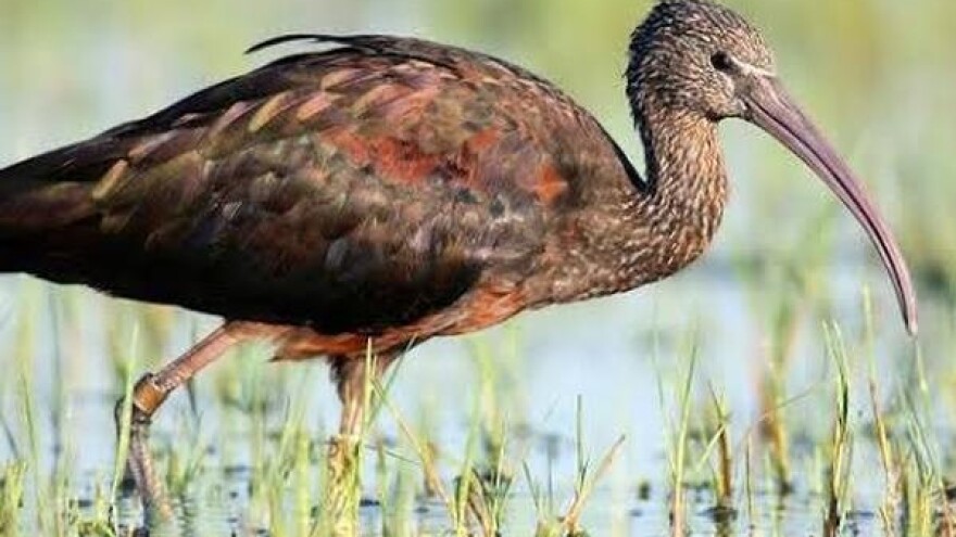 Treba zaustaviti propadanje vrijednih močvara u BiH