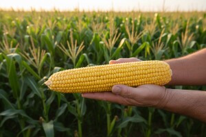 Svjetski rekord 35,8 tona kukuruza po hektaru