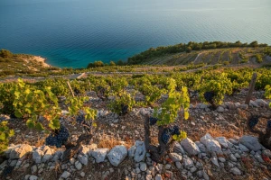Svjetski uspjeh Badelovih vina