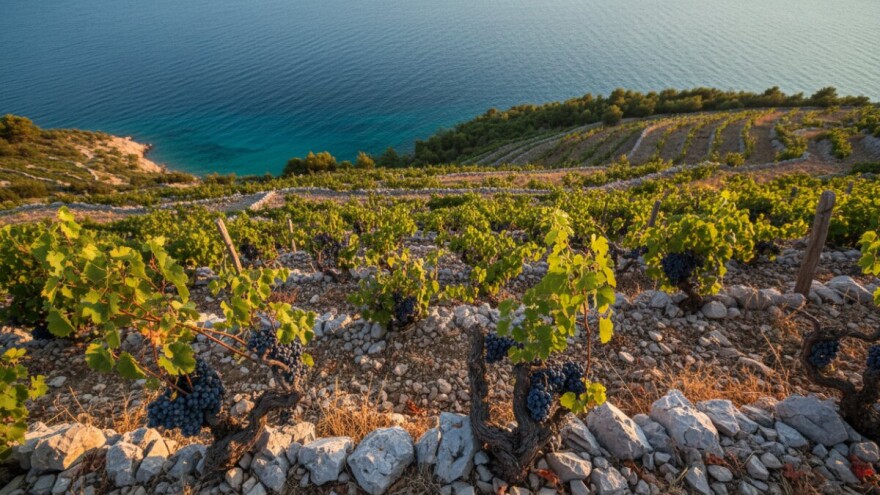 Svjetski uspjeh Badelovih vina