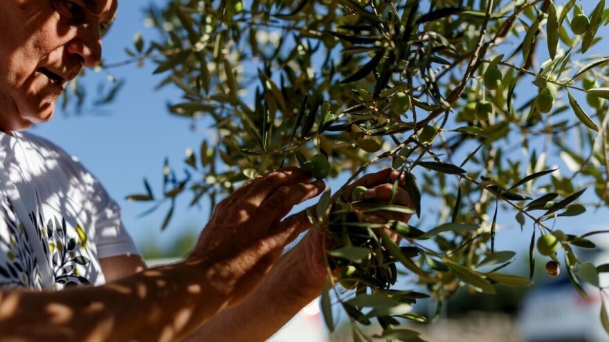 Kako do više plodova na maslini?