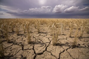 Svjetsko tržište žitarica još uvijek pogođeno sušom