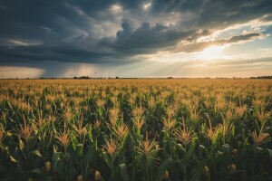 Svjetsko tržište žitarica - novosti