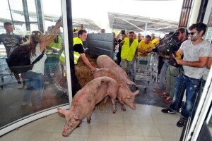 Francuski farmeri pustili svinje u trgovački centar