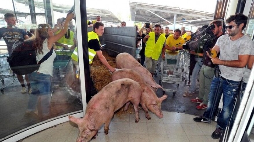 Francuski farmeri pustili svinje u trgovački centar