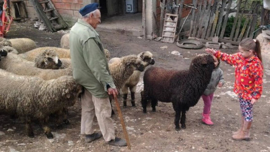 Svrljiška ovca - rasa koju vredi sačuvati