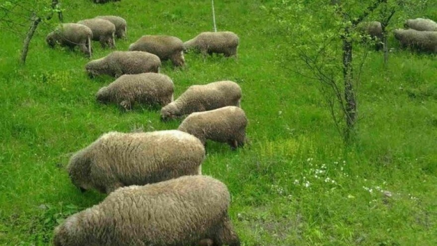 Pehar za svrljišku ovcu