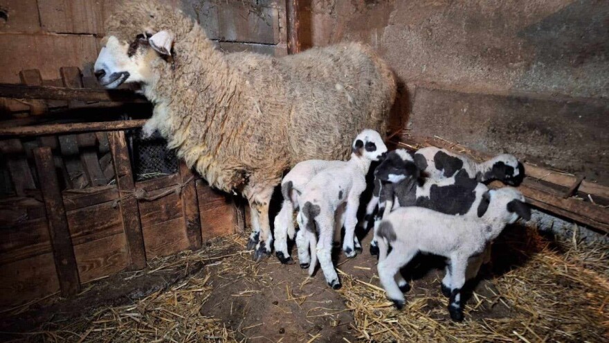 Svrljiška pramenka ojagnjila šestorke - svi zdravi i vitalni