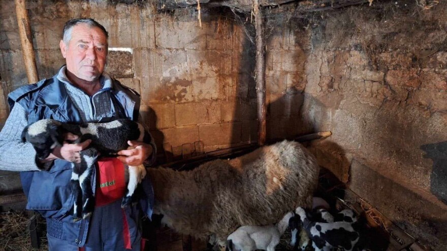 Svrljiška pramenka ojanjila šestorke - svi zdravi i vitalni