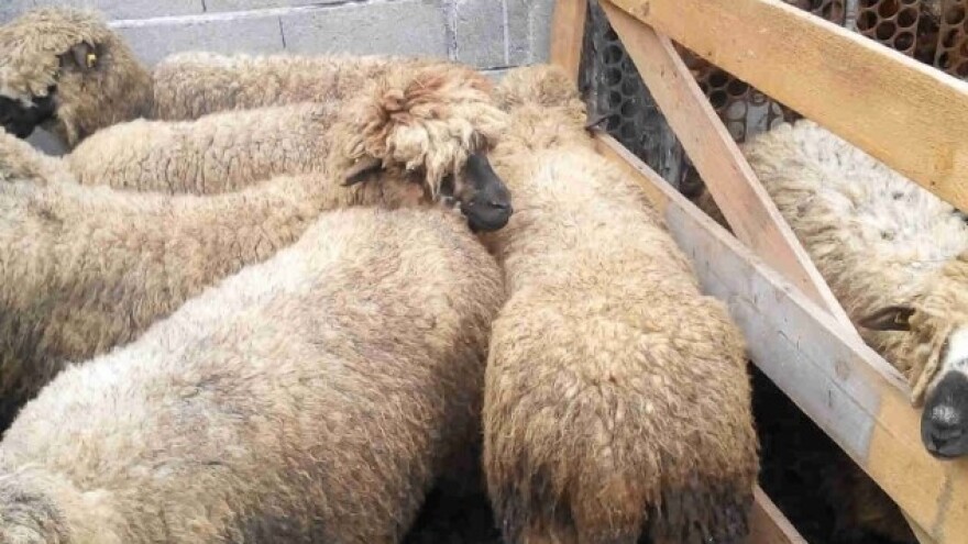 Održana XX opštinska izložba ovaca u Svrljigu