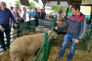 Svrljiška ovca: Kad mušterije osjete kvalitetu mesa, traže samo nju