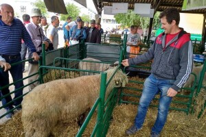 Svrljiška ovca: Kad mušterije osjete kvalitetu mesa, traže samo nju