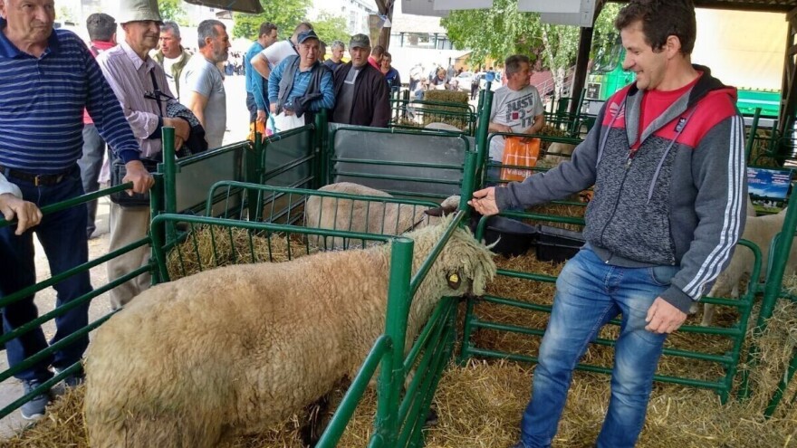 Svrljiška ovca: Kad mušterije osjete kvalitetu mesa, traže samo nju