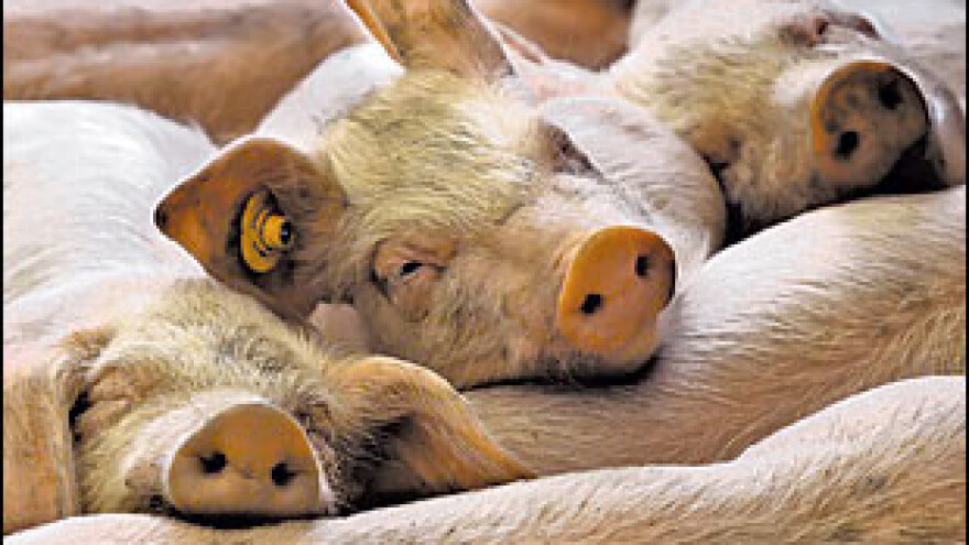 Zasad nema pojeftinjenja mesa